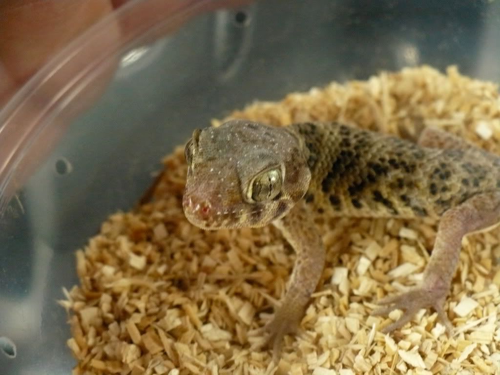 geckos2a.jpg