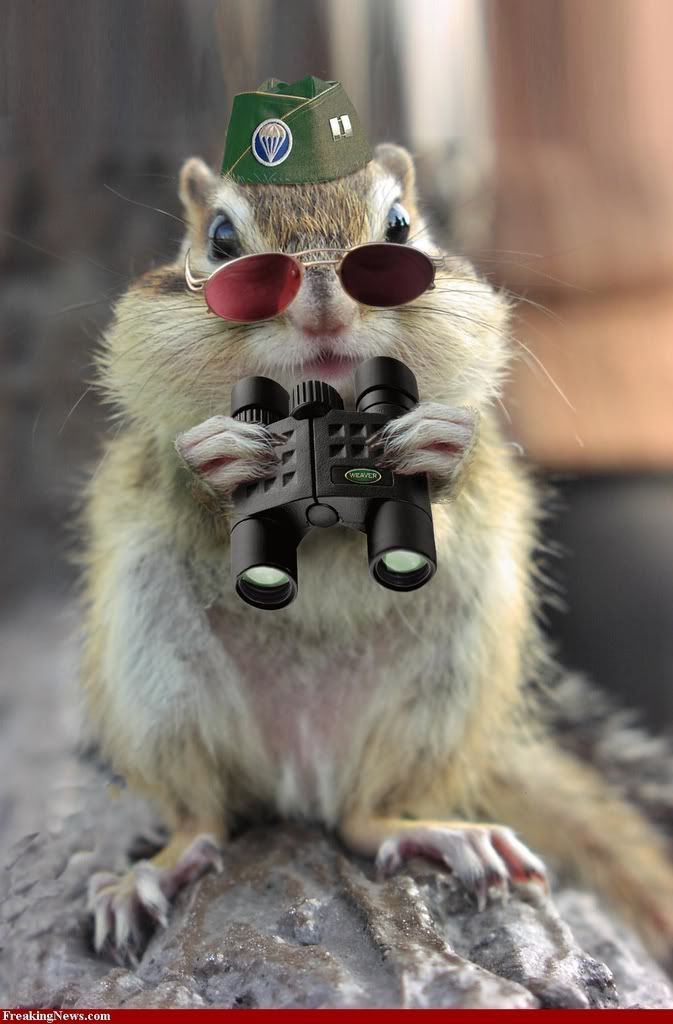 Spy-Squirrel-30718.jpg