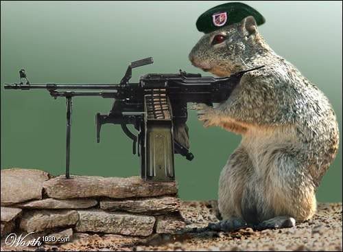 squirrel-with-machine-gun.jpg