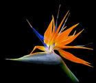 bird of paradise Pictures, Images and Photos