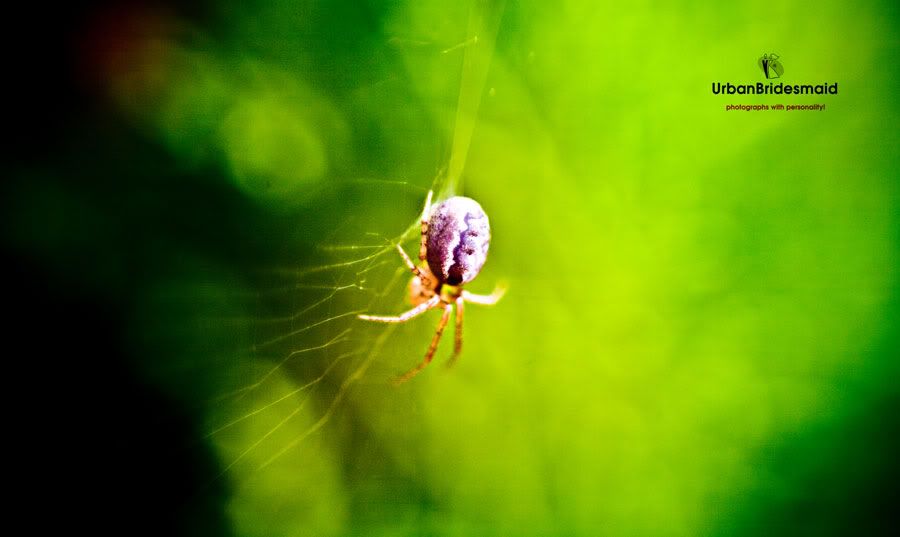 spider,garden