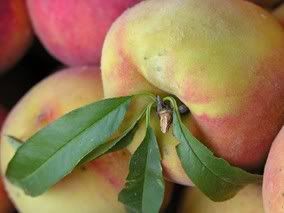 Georgia Peaches