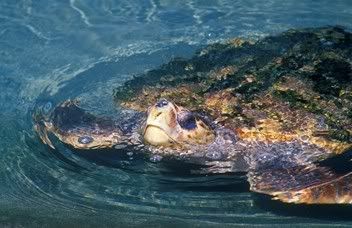 sea turtle