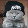cat.gif