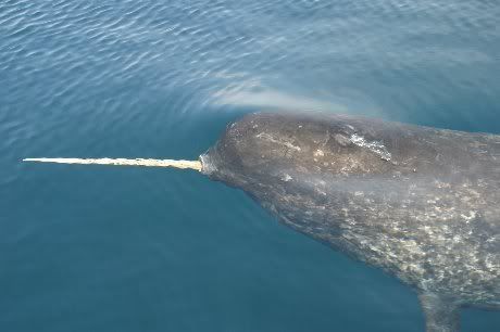 Narwhal Tusking