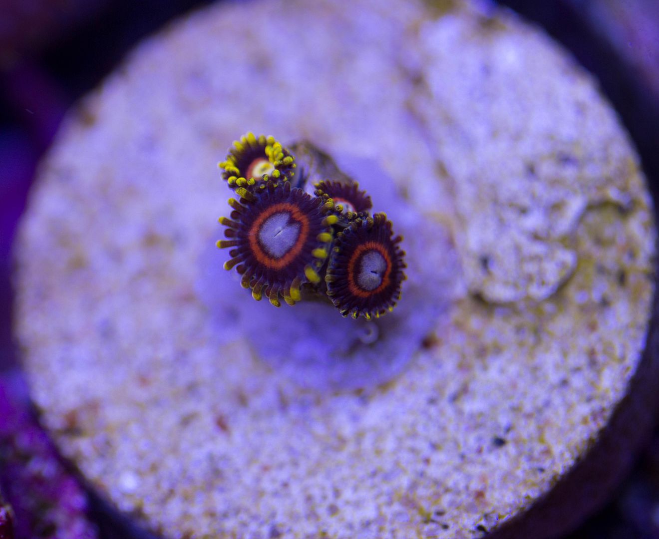 Jawbreaker Zoas..post your pics here REEF2REEF Saltwater and Reef