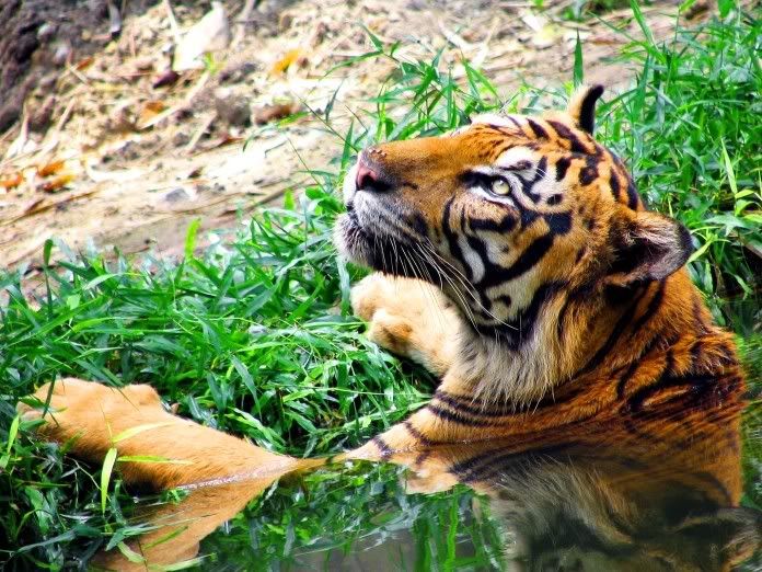 sumatran tiger photo: RAWR! _sumatran_tiger.jpg