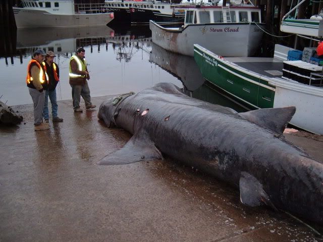 2008_1107Image0003.jpg
