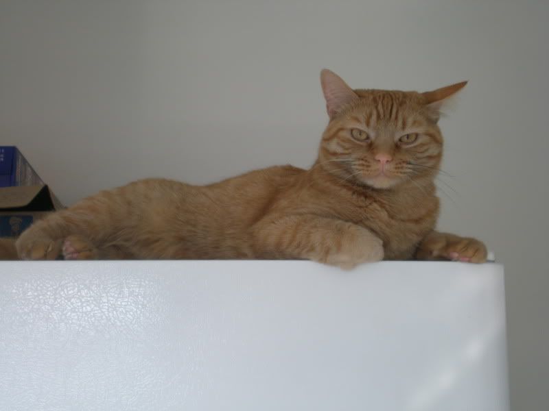 catwisefridge.jpg