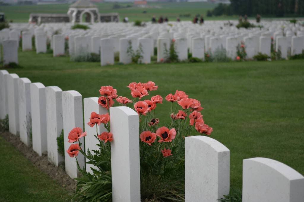 In Flanders Field the poppies blow Pictures, Images and Photos