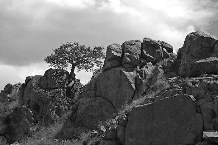 [Bild: IMGP2050_edited-sw.jpg]