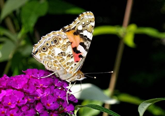 [Bild: IMGP8211a-red.jpg]