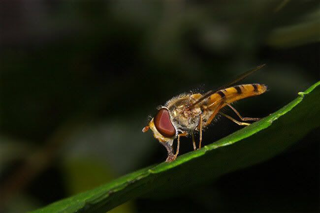[Bild: fliege2.jpg]