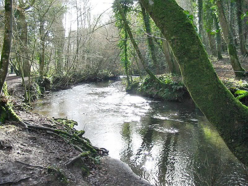 800px-River_Lemon_in_Bradley_Woods2.jpg