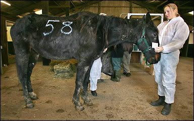 horsehell2.jpg