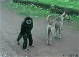 whosyourmonkey.gif image by seadubbya