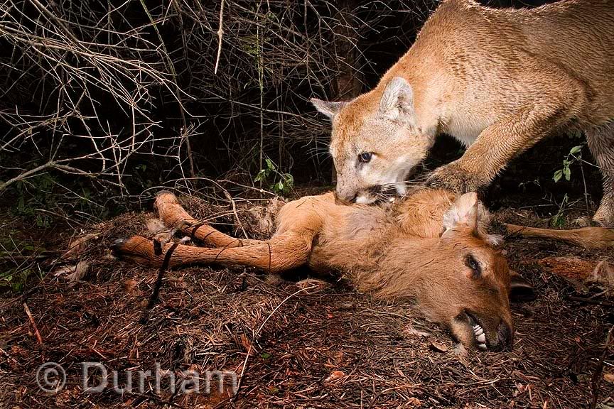 CougarKill.jpg