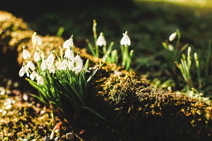 snowdrop walk, snowdrops, the argory,northern ireland