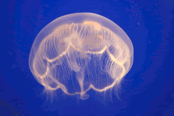 Resultado de imagen de medusas animaciones gifs