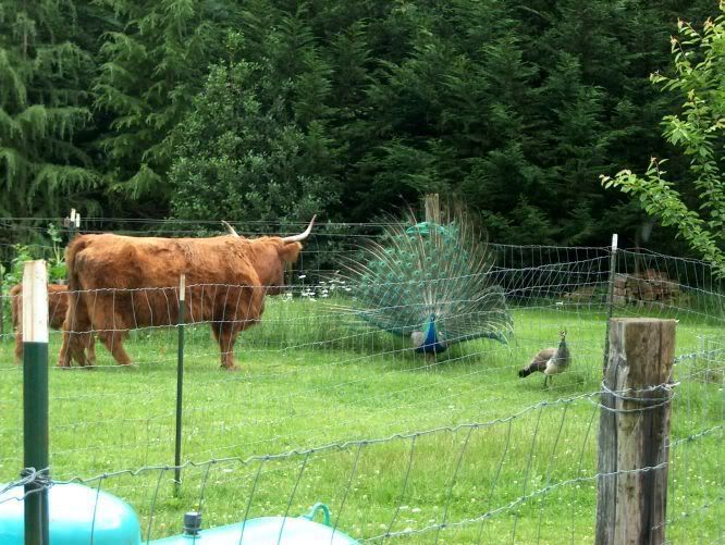 Scottish highland cattle size - Cattle