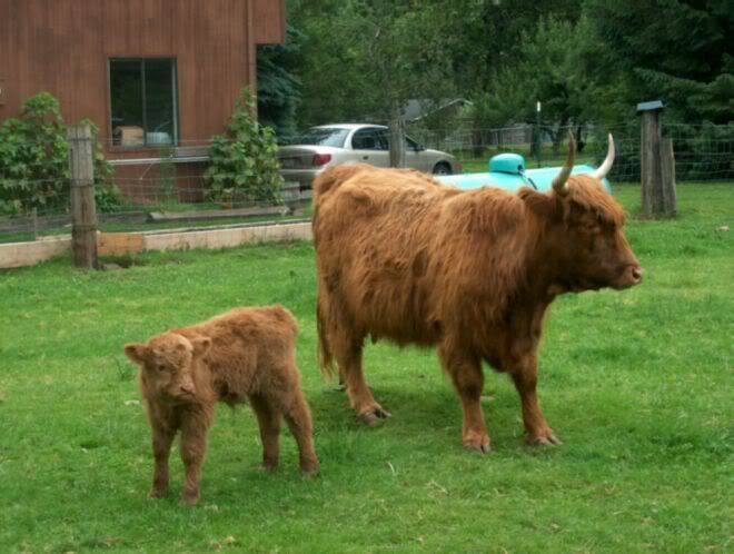 Scottish highland cattle size - Cattle