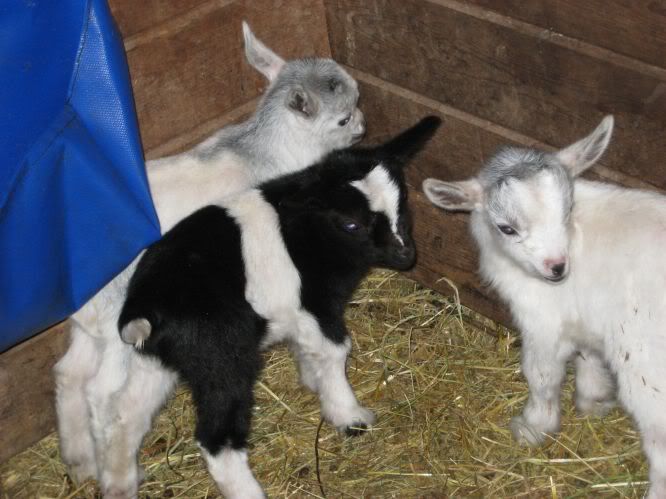 Fainting Goat kids for sale - Goats
