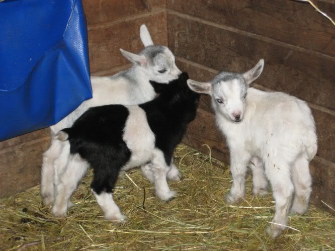 Fainting Goat kids for sale - Goats