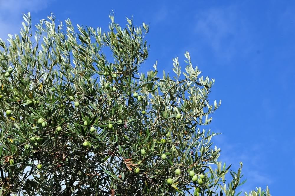Olivenbaum-a18763095.jpg
