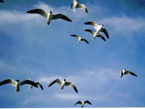 696b.jpg seagulls flying image turtlemoonkey