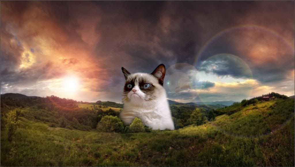 Funny-Grumpy-Cat-Images-HD-Wallpaper-1080x611.jpg