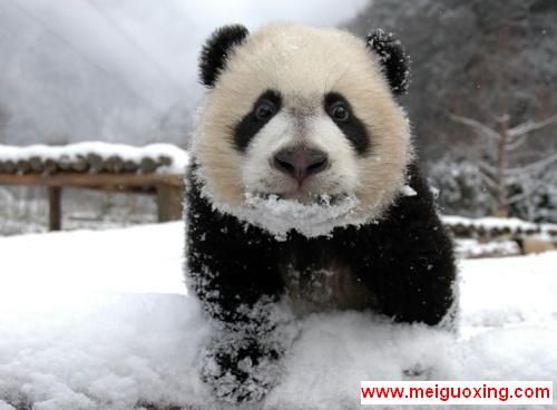 Geekosystem_wolong-snow-panda.jpg