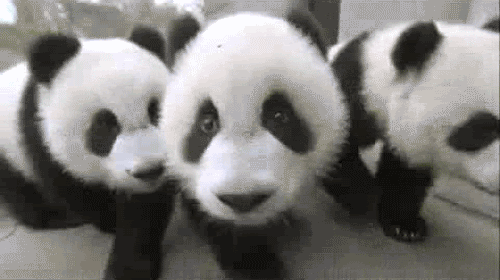 Panda-Gif-pandas-26334363-500-280.gif