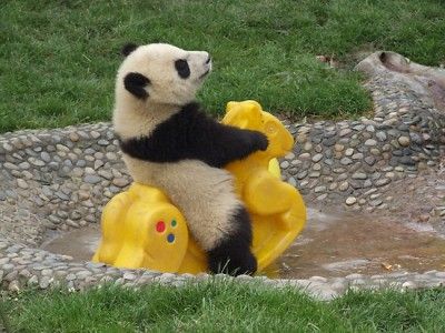 cute-panda-playing-400x300.jpg