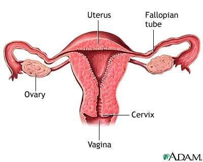 Uterus, medical