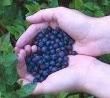Like blueberries, only better! Like blueberries, only better!