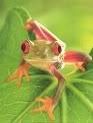 Hey, don't even think about it! frog