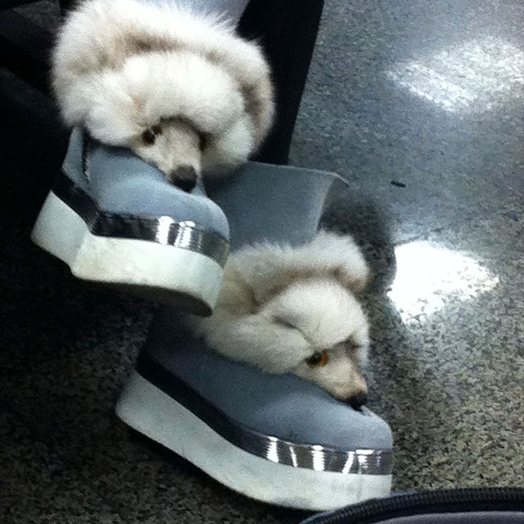 Dead Animal Boots photo 2014-01-042100IMG_5048_zps85f288a9.jpg