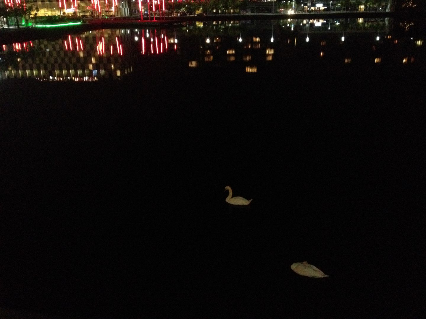 Swans in Dublin, Ireland photo 2015-10-16 23.03.39_zpsxky1uzc6.jpg