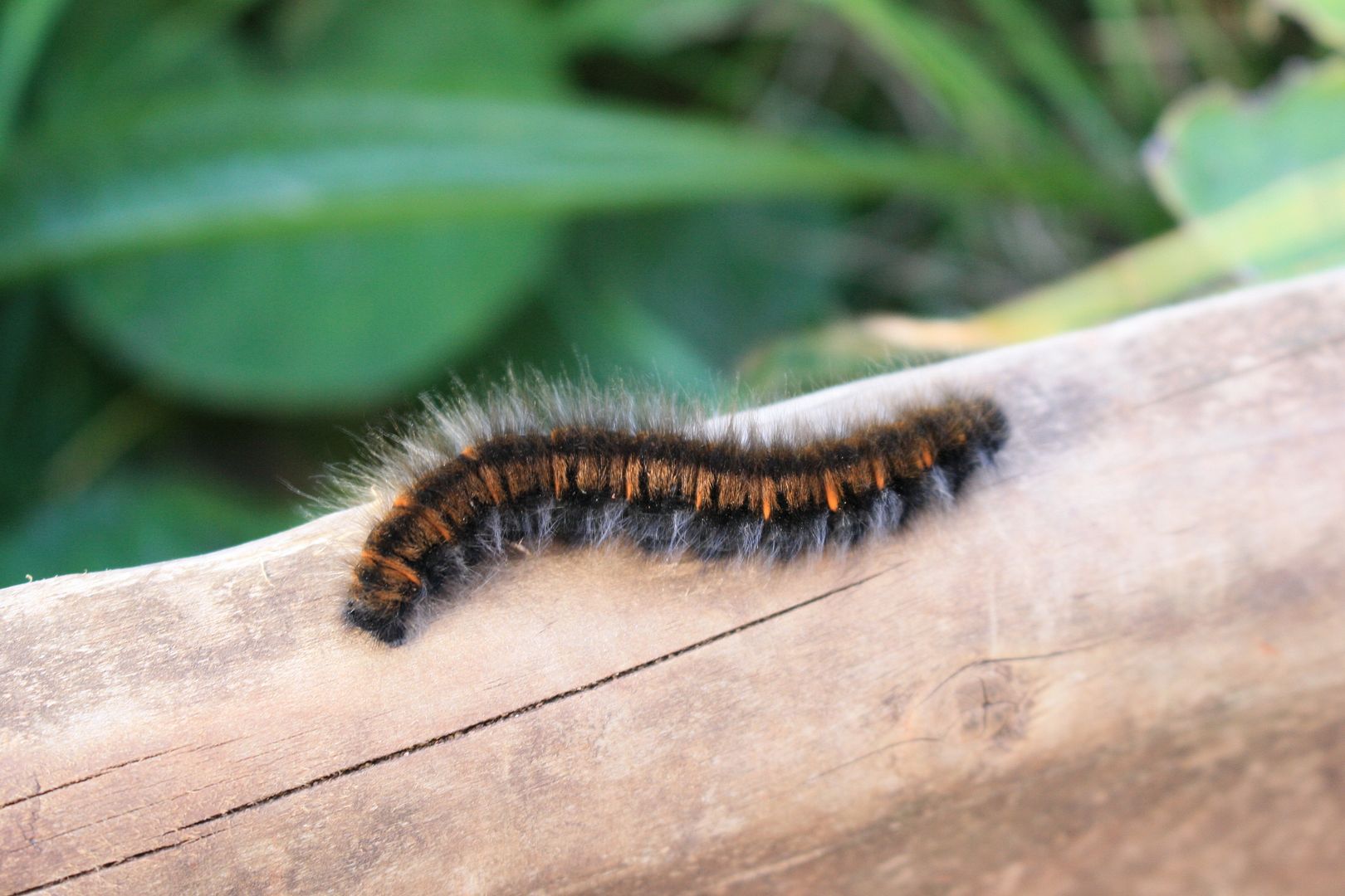 Caterpillar at Giant's Causeway, Northern Ireland photo IMG_2292_zpsrgoh8dqy.jpg
