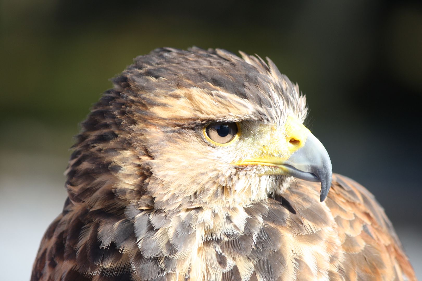 Ireland's School of Falconry Hawk Walk photo IMG_2603_zpsapzpemdl.jpg