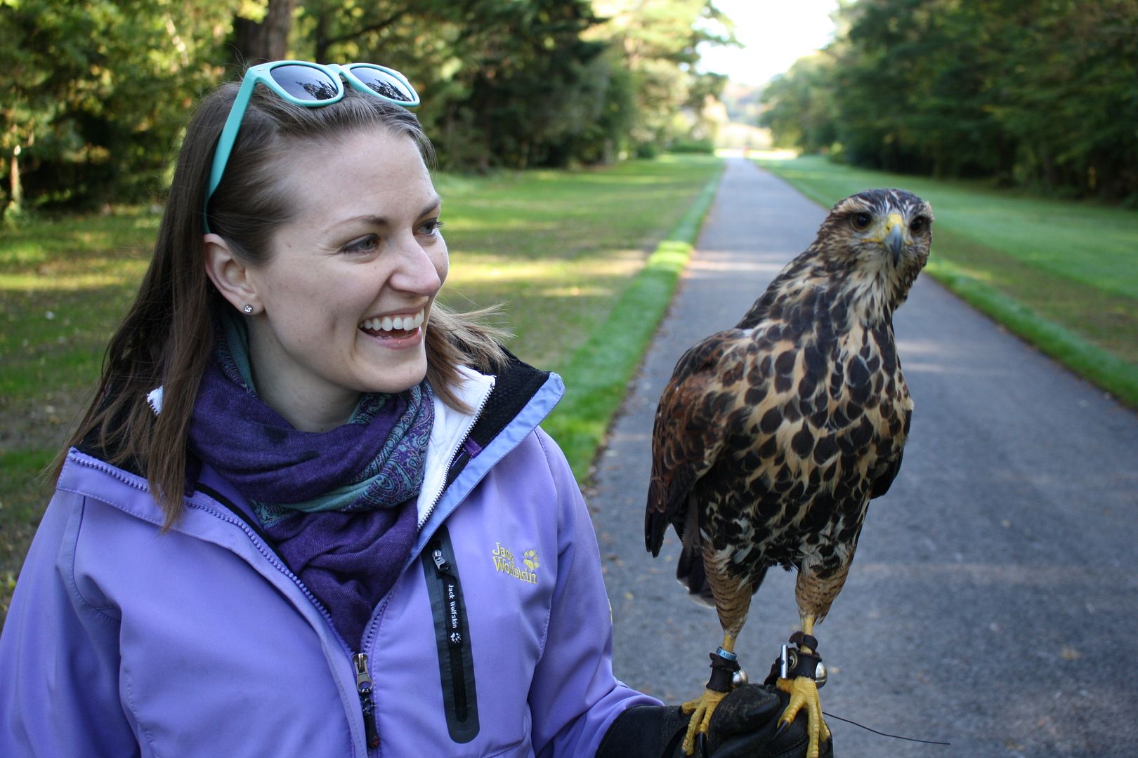 Ireland's School of Falconry Hawk Walk photo IMG_2620_zps75tbhomn.jpg