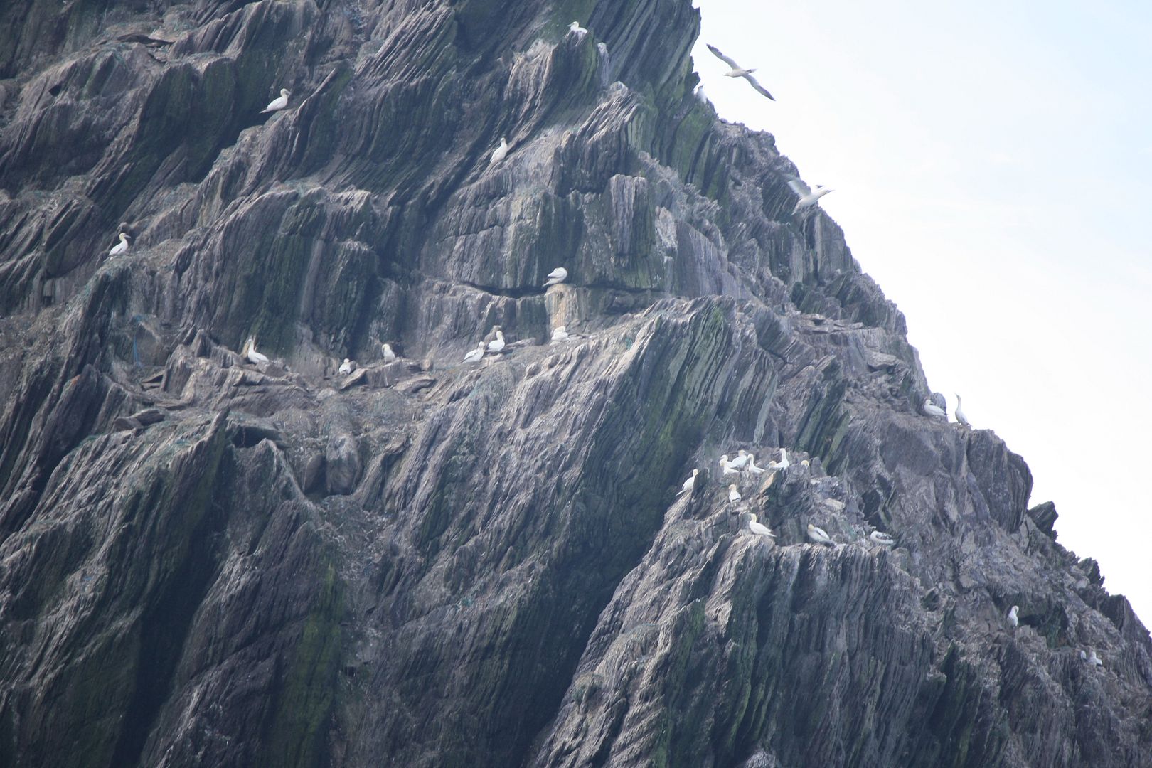 Little Skellig, Ireland photo IMG_3081_zpsgn9zuegn.jpg
