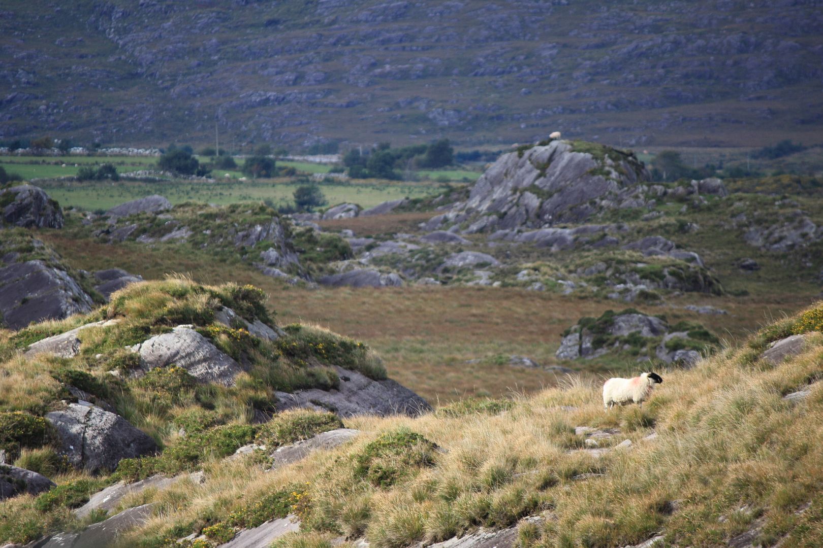 County Kerry, Ireland photo IMG_3325_zpst0aakiwi.jpg