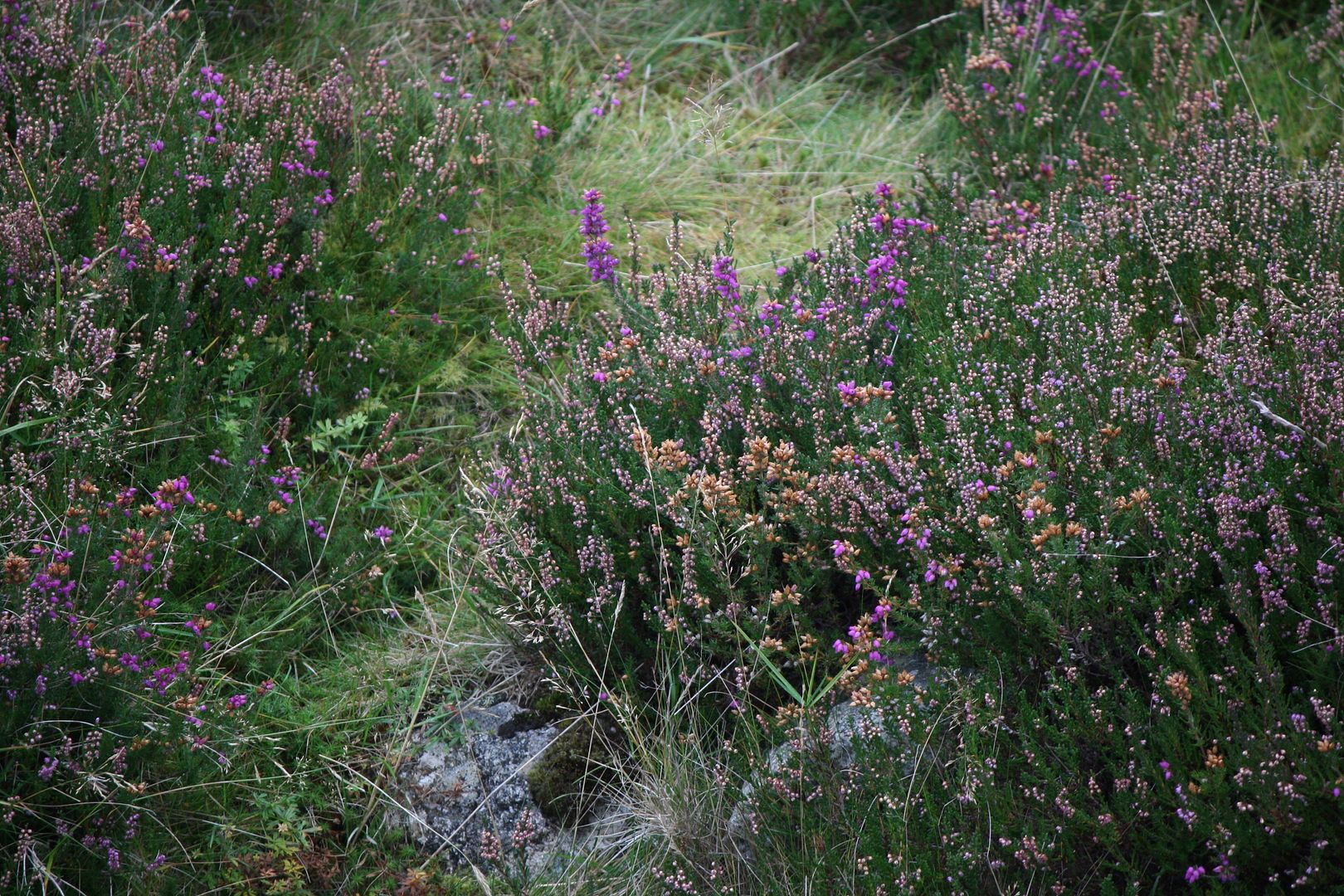 Wildflowers in Glendalough, Ireland photo IMG_3940_zpsnod7szwn.jpg
