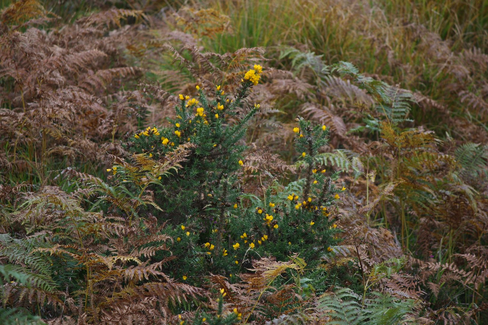 Wildflowers in Glendalough, Ireland photo IMG_3969_zpsclmtgltx.jpg