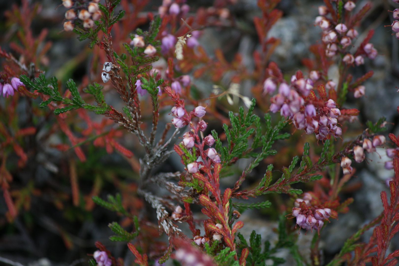 Wildflowers in Glendalough, Ireland photo IMG_3985_zpsftturvor.jpg