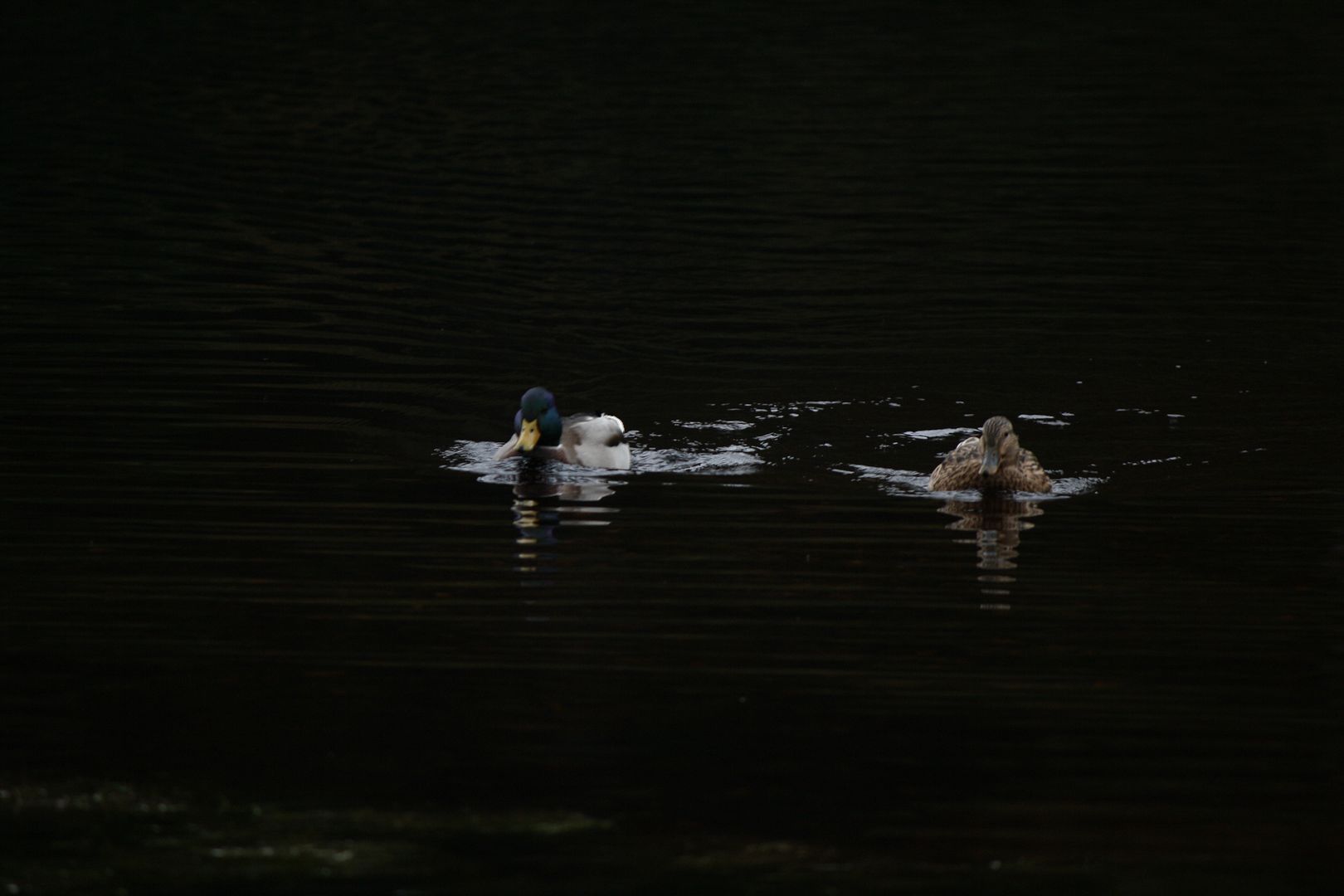 Ducks in Glendalough, Ireland photo IMG_4036_zpsnqyxsd6a.jpg