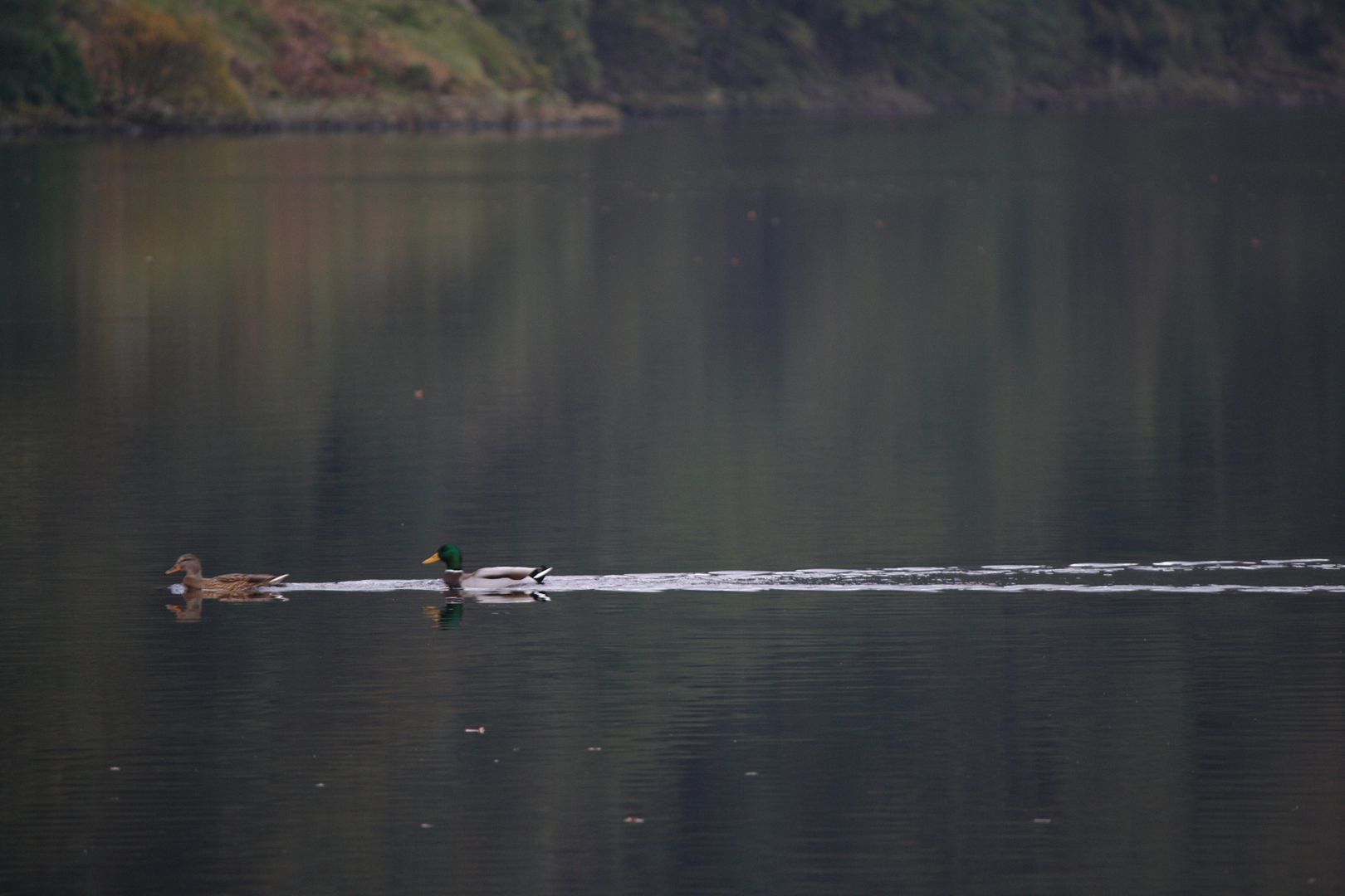 Ducks in Glendalough, Ireland photo IMG_4078_zpsx9zyyx0z.jpg
