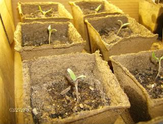 seedlings2.jpg