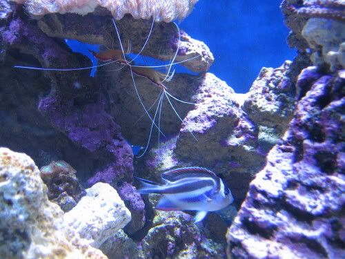 240g.it has begun! - Page 4 - Reef Central Online